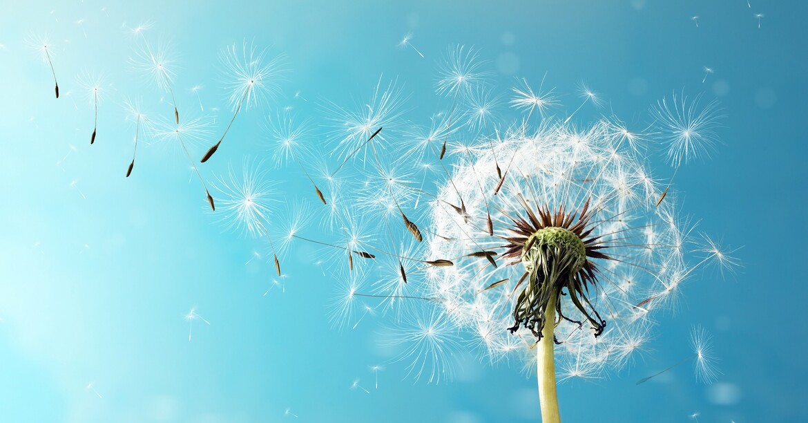 Löwenzahnsamen fliegen im Wind